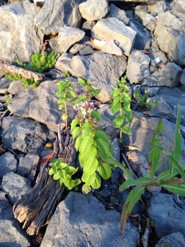 Mentha × gentilis iNat (2)