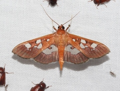 Phostria oajacalis