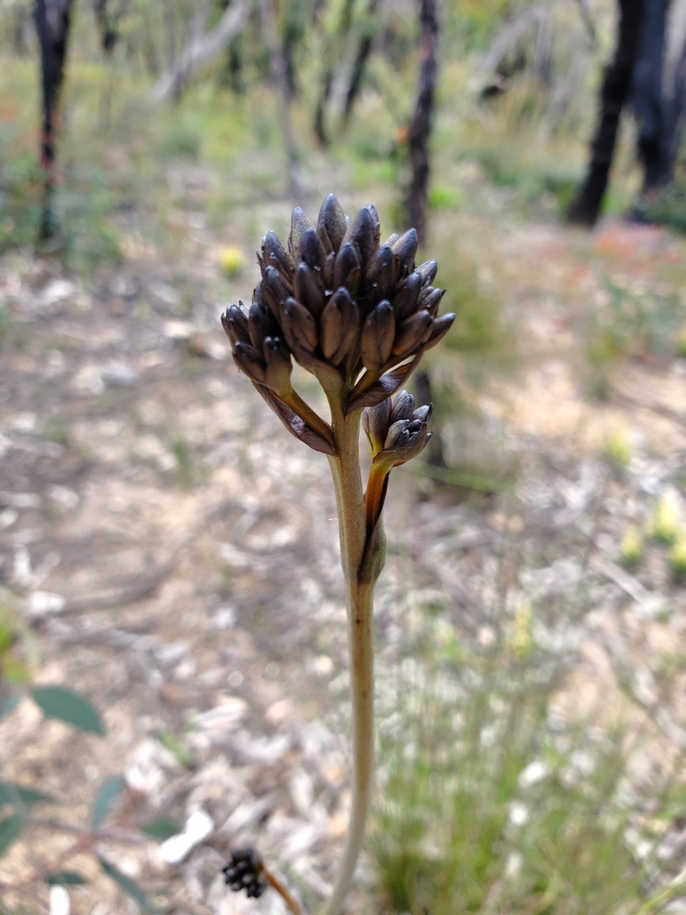 Strap-leaf Bloodroot
