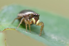 Heliophanus tribulosus