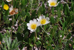Dryas oxyodonta