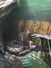 Deinagkistrodon acutus