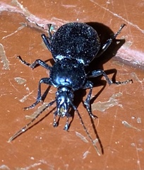 Sphaeroderus