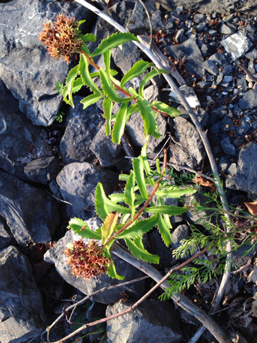 Phedimus aizoon iNat (3)