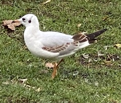 Chroicocephalus ridibundus