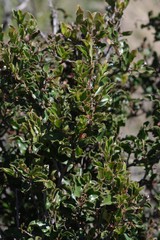 Diospyros scabrida