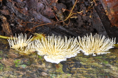 Protohydnum sclerodontium