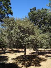 Quercus miquihuanensis