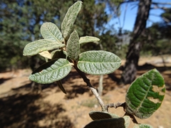 Quercus miquihuanensis