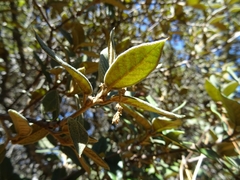 Quercus miquihuanensis