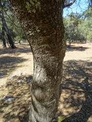 Quercus miquihuanensis
