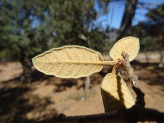 Quercus miquihuanensis