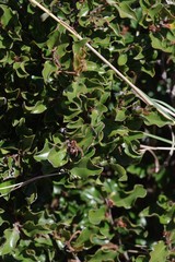 Diospyros scabrida