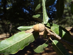 Quercus mexicana