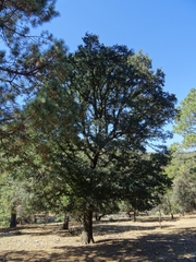 Quercus mexicana
