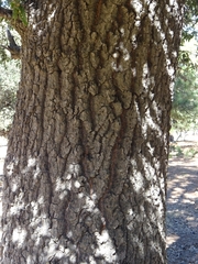 Quercus mexicana