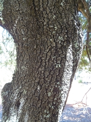 Quercus mexicana