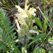 Pedicularis lasiostachys - Photo (c) petr_kosachev, algunos derechos reservados (CC BY-NC), uploaded by petr_kosachev