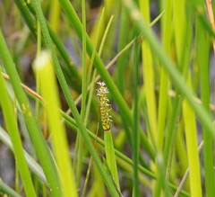 Eleocharis sphacelata
