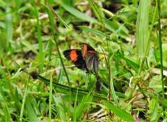 Altinote dicaeus ozinta