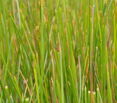 Eleocharis sphacelata