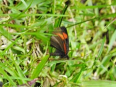 Altinote dicaeus ozinta