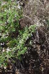 Pelargonium ranunculophyllum