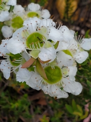 Leptospermum sphaerocarpum