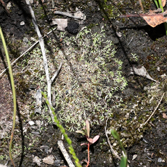 Riccia multifida