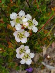 Leptospermum sphaerocarpum