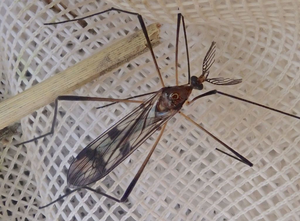 Gynoplistia cuprea