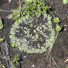 Riccia inflexa