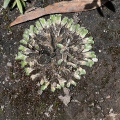 Riccia cartilaginosa