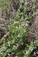 Pelargonium ranunculophyllum