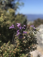 Prostanthera rotundifolia