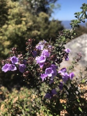 Prostanthera rotundifolia