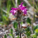 Pedicularis anthemifolia - Photo (c) petr_kosachev, some rights reserved (CC BY-NC), uploaded by petr_kosachev