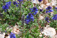 Veronica macrostemon
