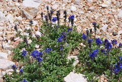 Veronica macrostemon