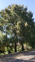 Taxodium mucronatum