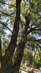Taxodium mucronatum