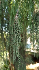 Taxodium mucronatum