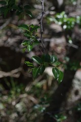 Ziziphus mucronata