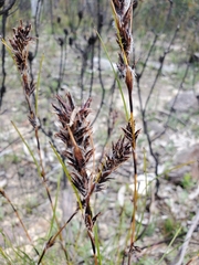 Schoenus villosus