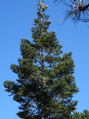 Abies vejarii