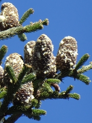 Abies vejarii