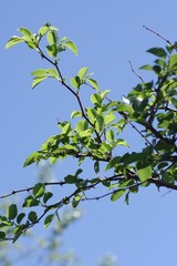 Ziziphus mucronata
