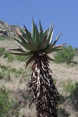Aloe ferox