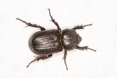 Phileurini