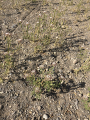 Polanisia dodecandra trachysperma